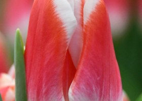 Tulipa Marrero (4)